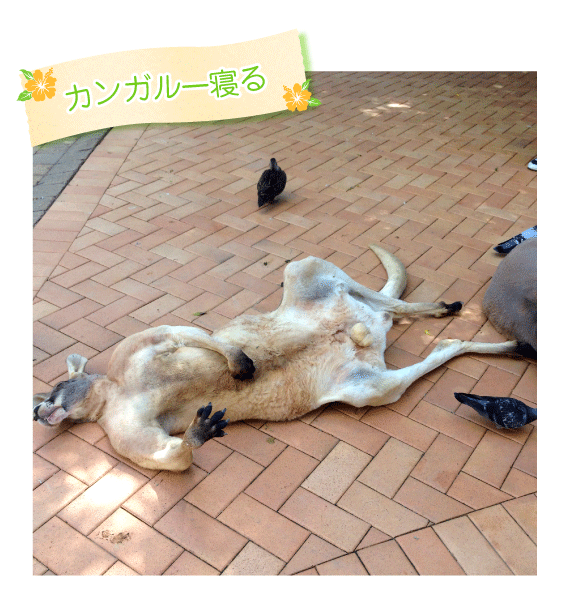 カンガルー寝る
