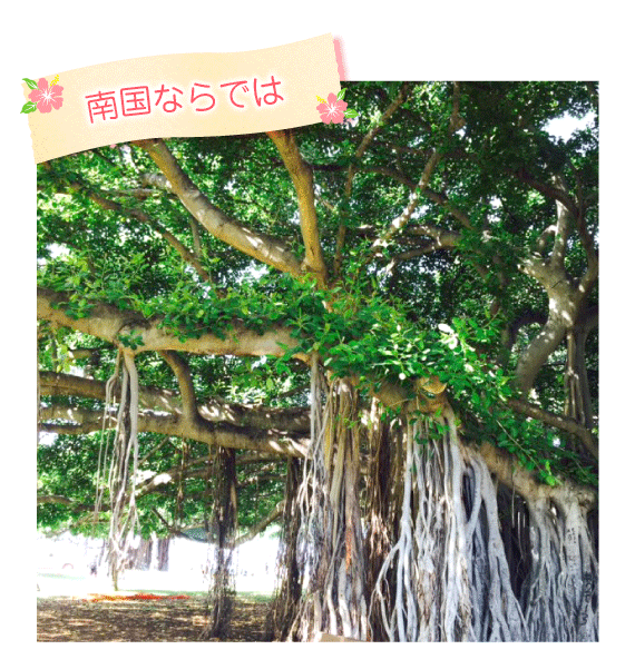 南国ならでは